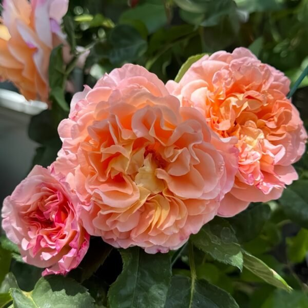 Augusta Luise Rose