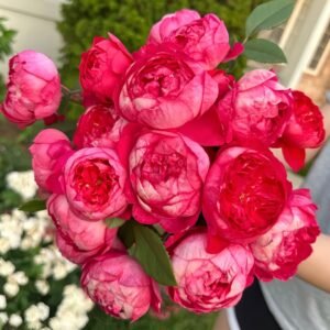 Benjamin Britten Rose
