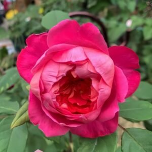 Benjamin Britten Rose