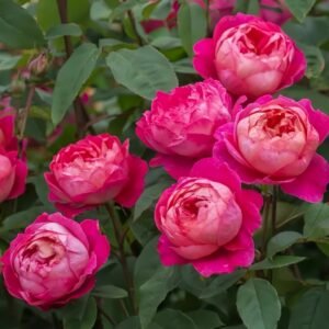 Benjamin Britten Rose