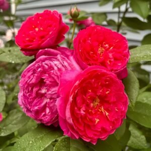 Benjamin Britten Rose