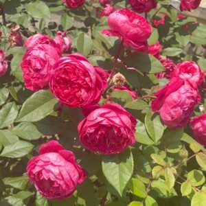 Benjamin Britten Rose