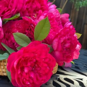 Benjamin Britten Rose