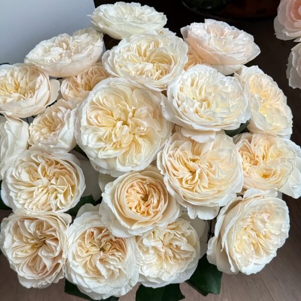 Bessie Rose01 Bessie Rose