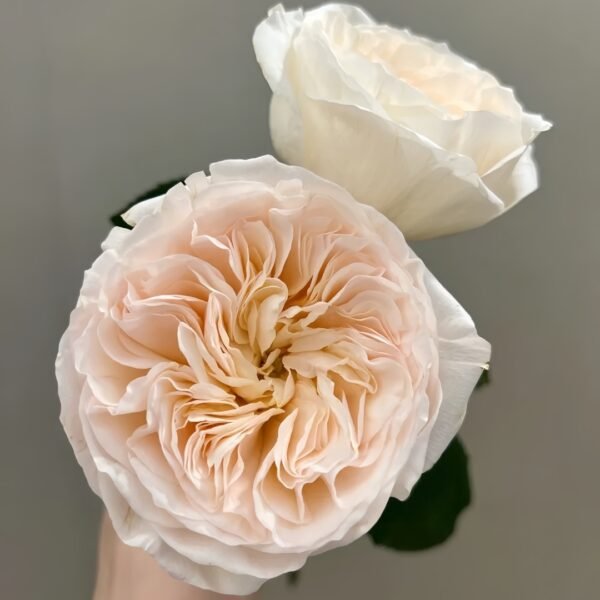 Bessie Rose