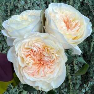 Bessie Rose