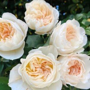 Bessie Rose
