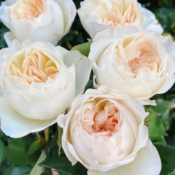 Bessie Rose