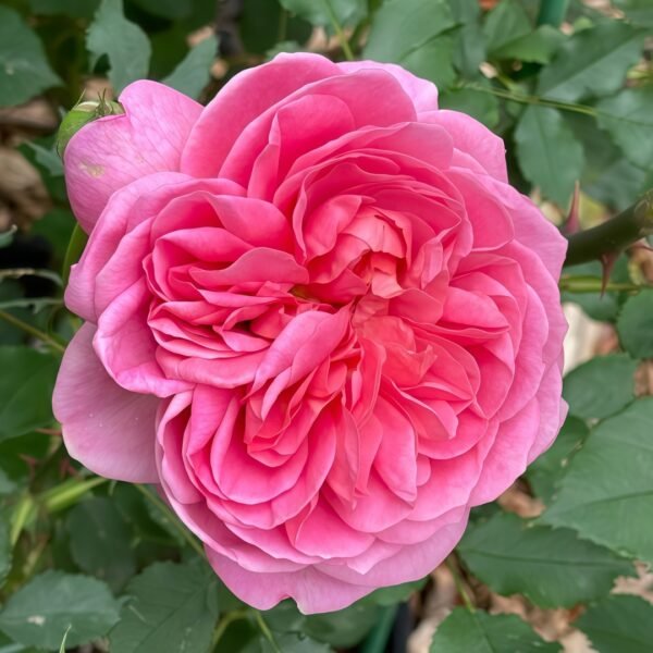 Boscobel Rose01 Boscobel Rose