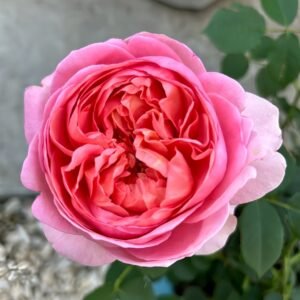 Boscobel Rose