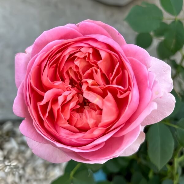 Boscobel Rose