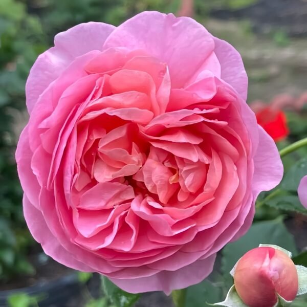 Boscobel Rose