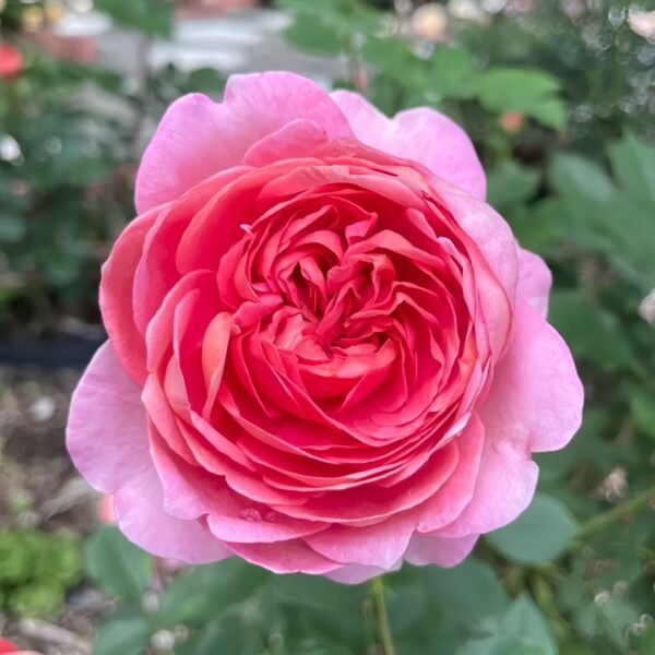 Boscobel Rose