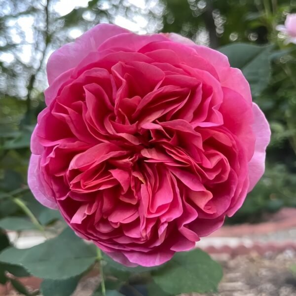 Boscobel Rose