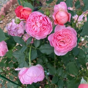 Boscobel Rose