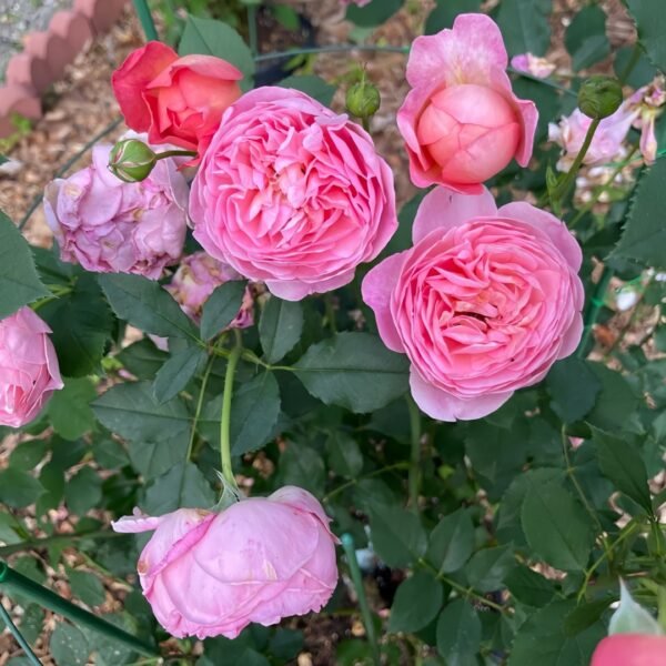 Boscobel Rose