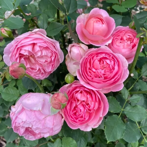 Boscobel Rose