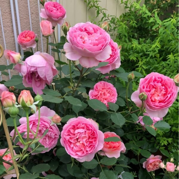 Boscobel Rose