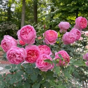 Boscobel Rose
