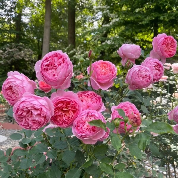 Boscobel Rose