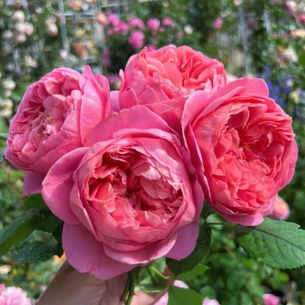 Boscobel Rose