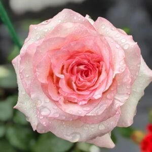 BouLevard Rose
