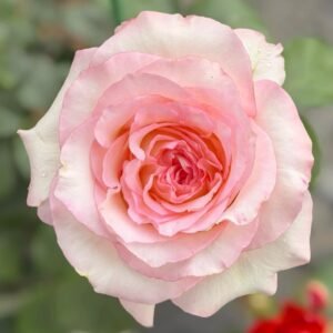 BouLevard Rose
