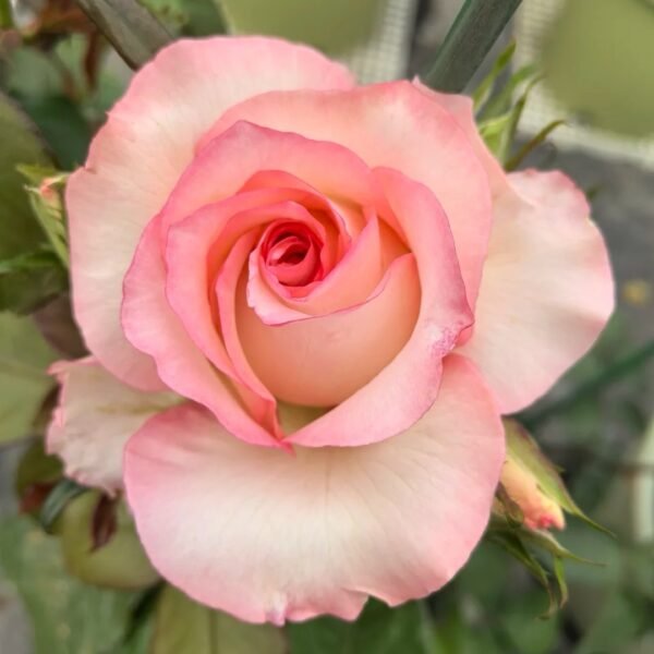 BouLevard Rose