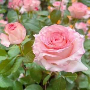 BouLevard Rose