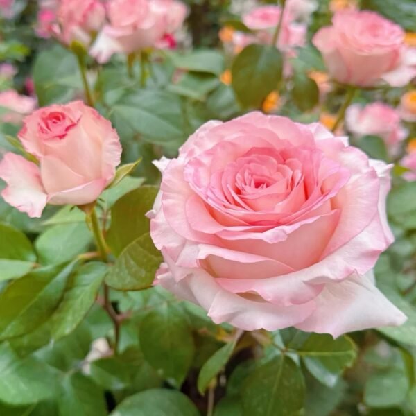 BouLevard Rose