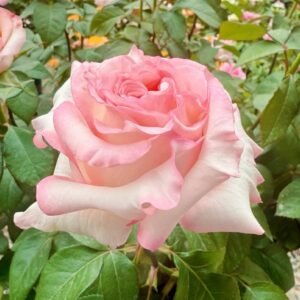 BouLevard Rose