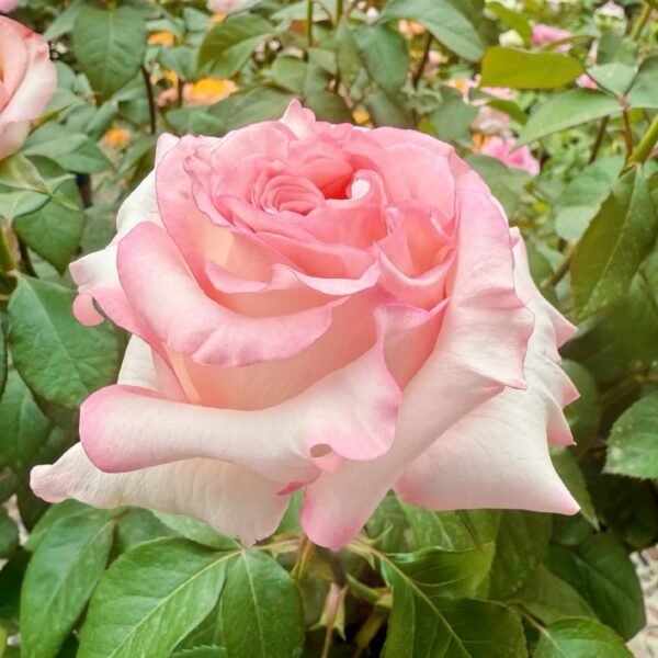 BouLevard Rose
