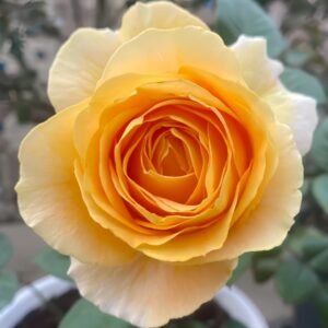 Candle light Rose