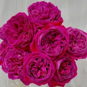 Cantina Rose