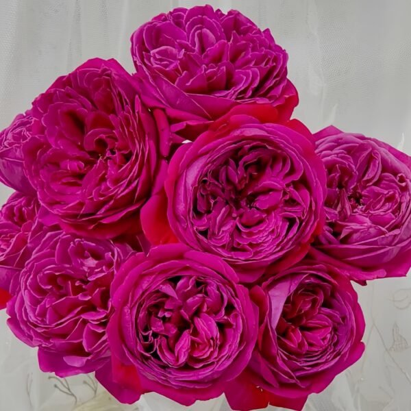 Cantina Rose01 Cantina Rose