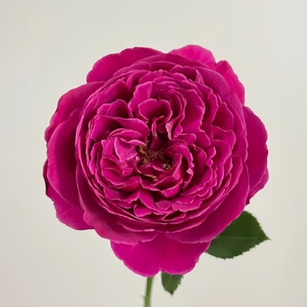 Cantina Rose