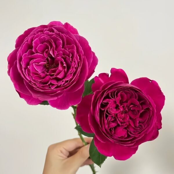 Cantina Rose