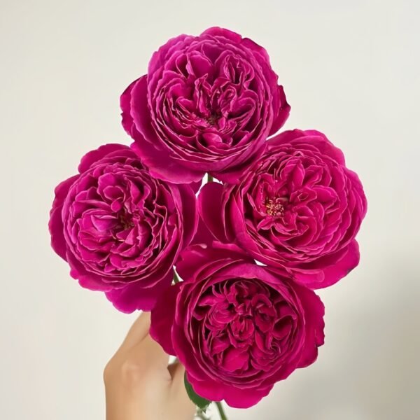 Cantina Rose