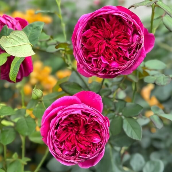 Cantina Rose