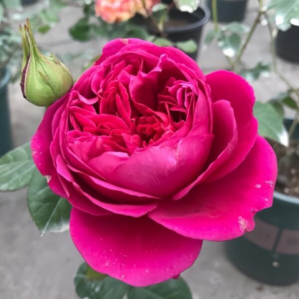 Cantina Rose