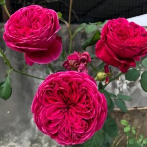 Cantina Rose