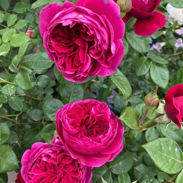 Cantina Rose