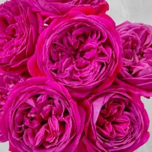 Cantina Rose