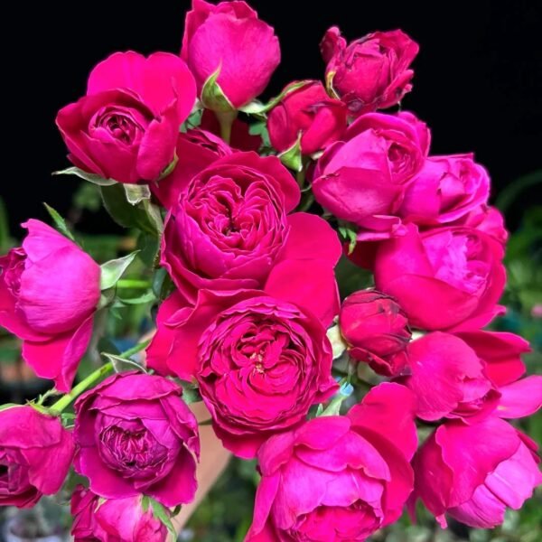 Cantina Rose