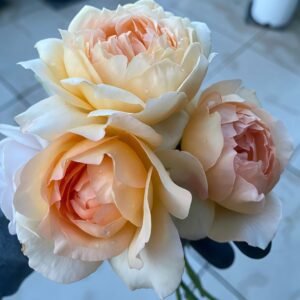 Capri Rose Plant | 卡普里 - 图片 10