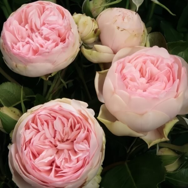Charming Piano Rose