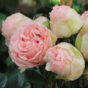 Charming Piano Rose