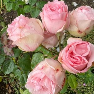 Charming Piano Rose