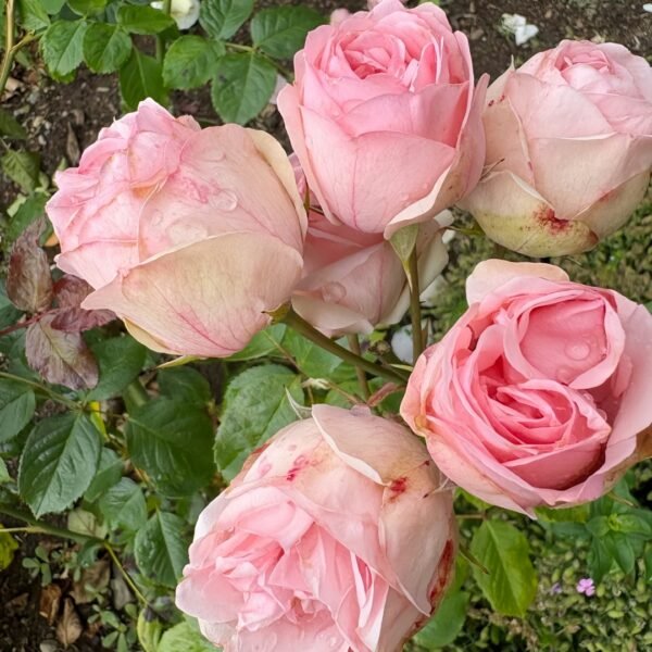 Charming Piano Rose