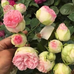 Charming Piano Rose